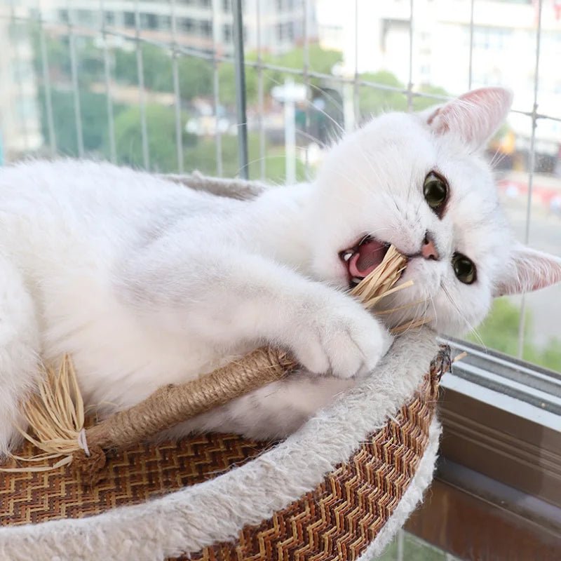 PurrfectSmile Feline Dental Kit - Pooki Pets Shop